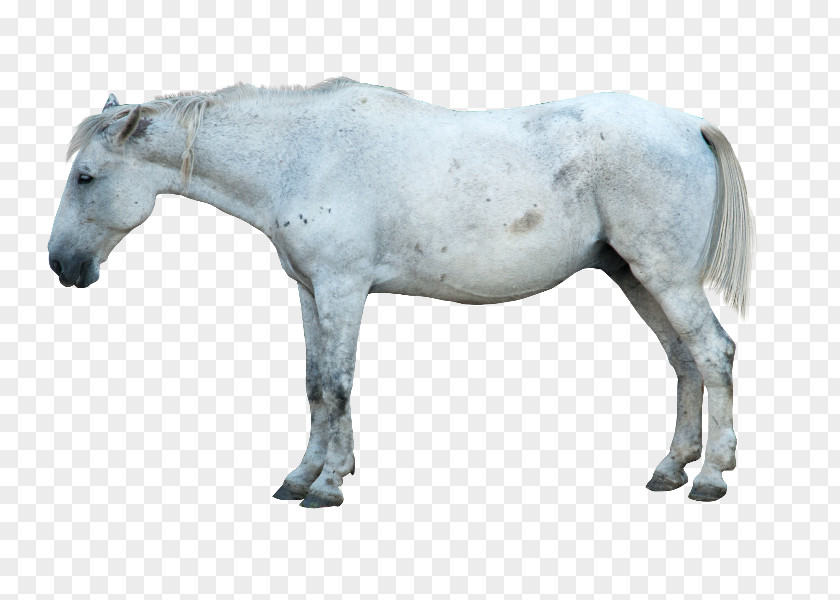 White Horse Mustang Stallion Mane Pony PNG