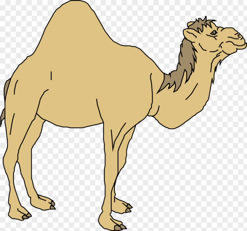 Camel Cartoon Dromedary Horse PNG