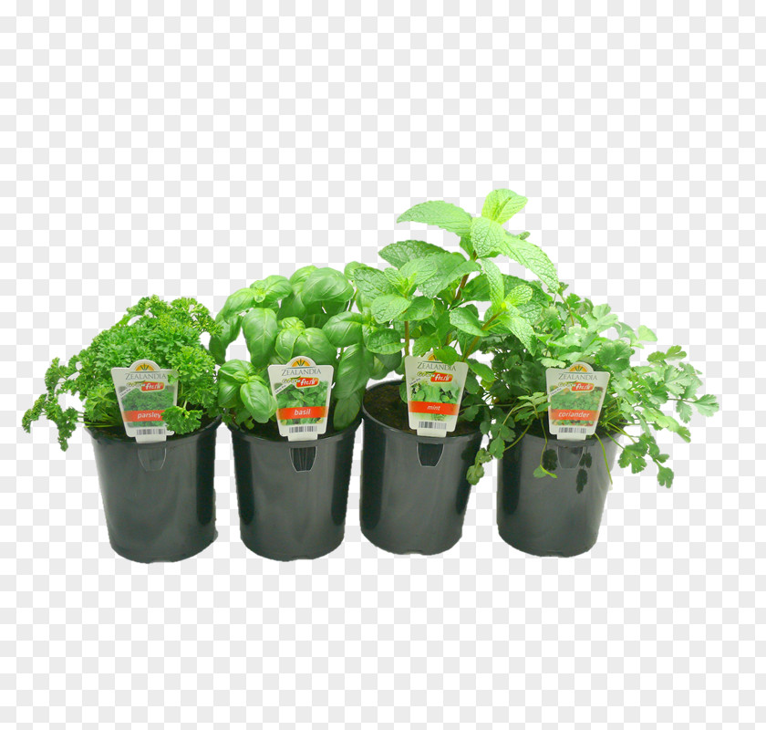 Herb Plant Flowerpot Plastic PNG
