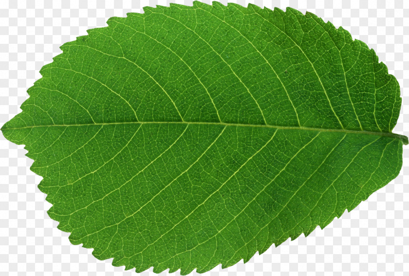 Leaf Green PNG