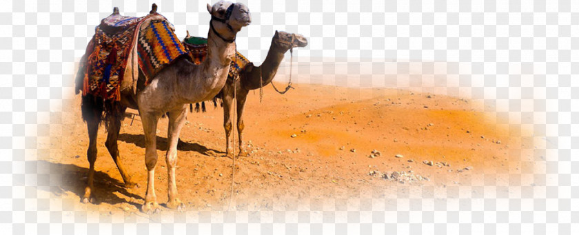 Desert Sahara Dromedary Clip Art PNG