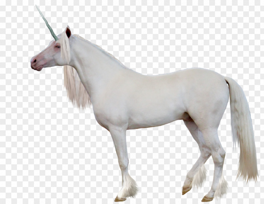 Unicorn Image Clip Art PNG