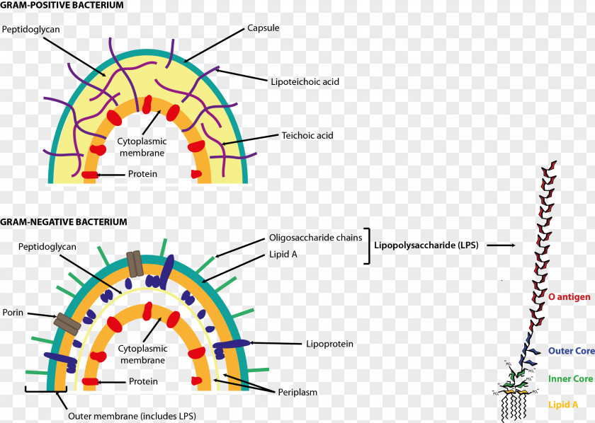 Bacteria Endotoxin Gram-negative Gram-positive Bacterial Cell Structure Wall PNG