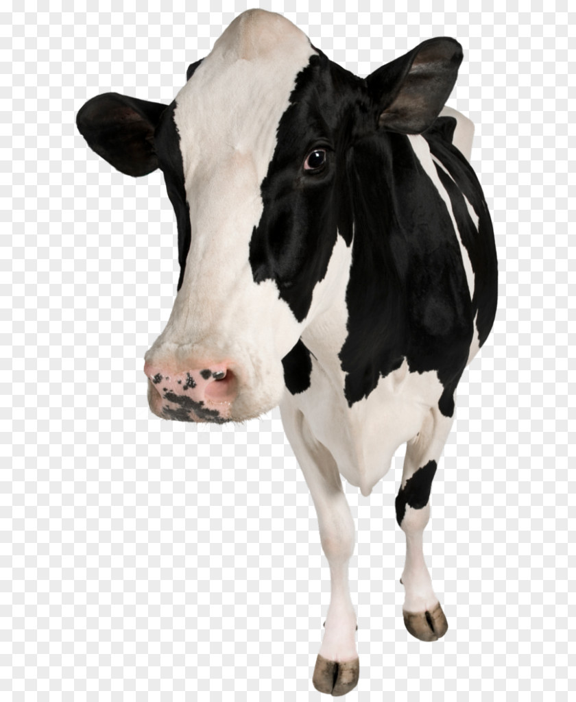 Cow Holstein Friesian Cattle Calf Betsy The Dairy Hoof PNG