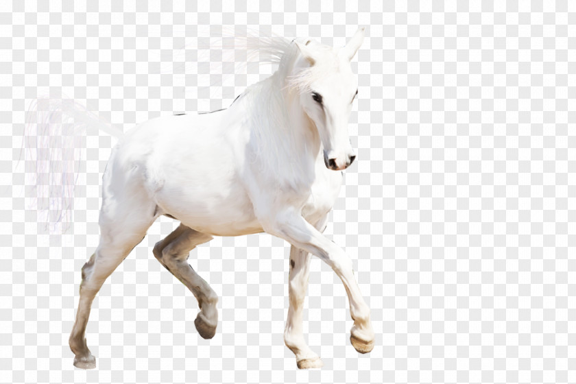 Horse Arabian Mustang Stallion Horses Mare PNG