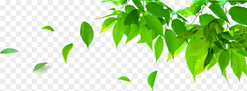 Leaves Poster PNG