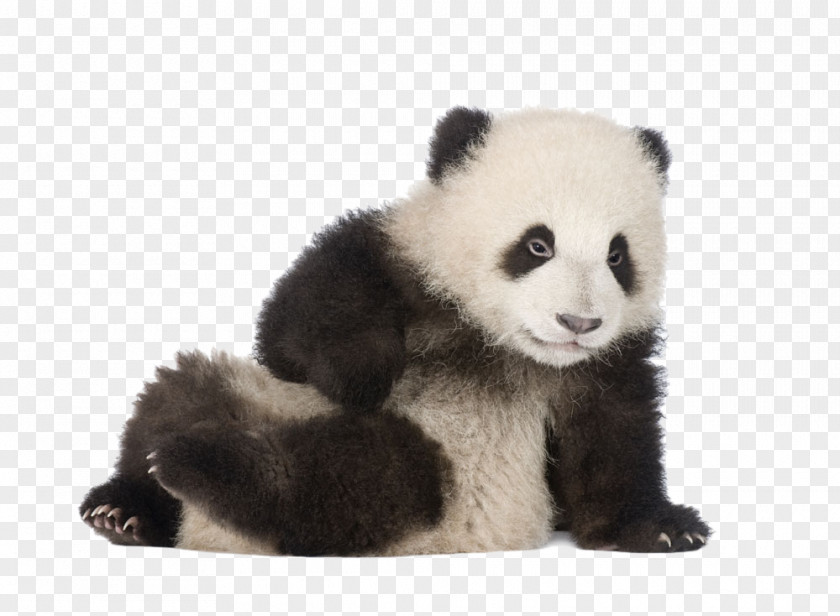 Panda Sitting On The Ground Giant Greeting Card Happy Birthday To You PNG