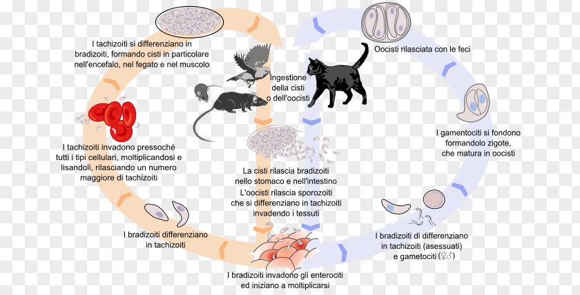 Cat Felidae Toxoplasma Gondii Toxoplasmosis Biological Life Cycle PNG