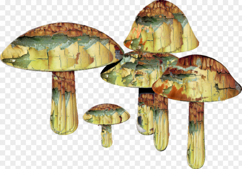 Mushroom Psilocybin Common PNG