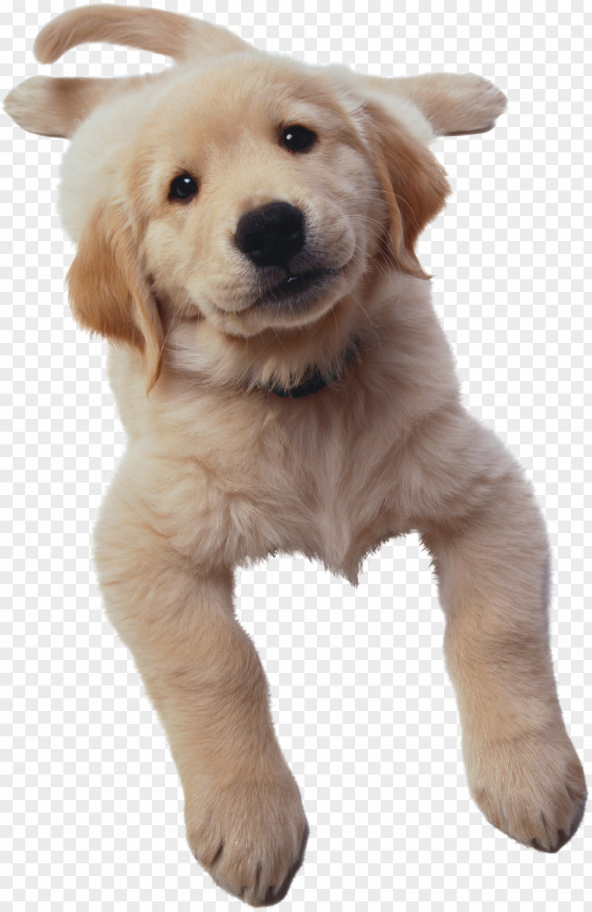 Puppy Golden Retriever Houghton Mifflin Harcourt Math Expressions The Company Of Dogs Publishing PNG