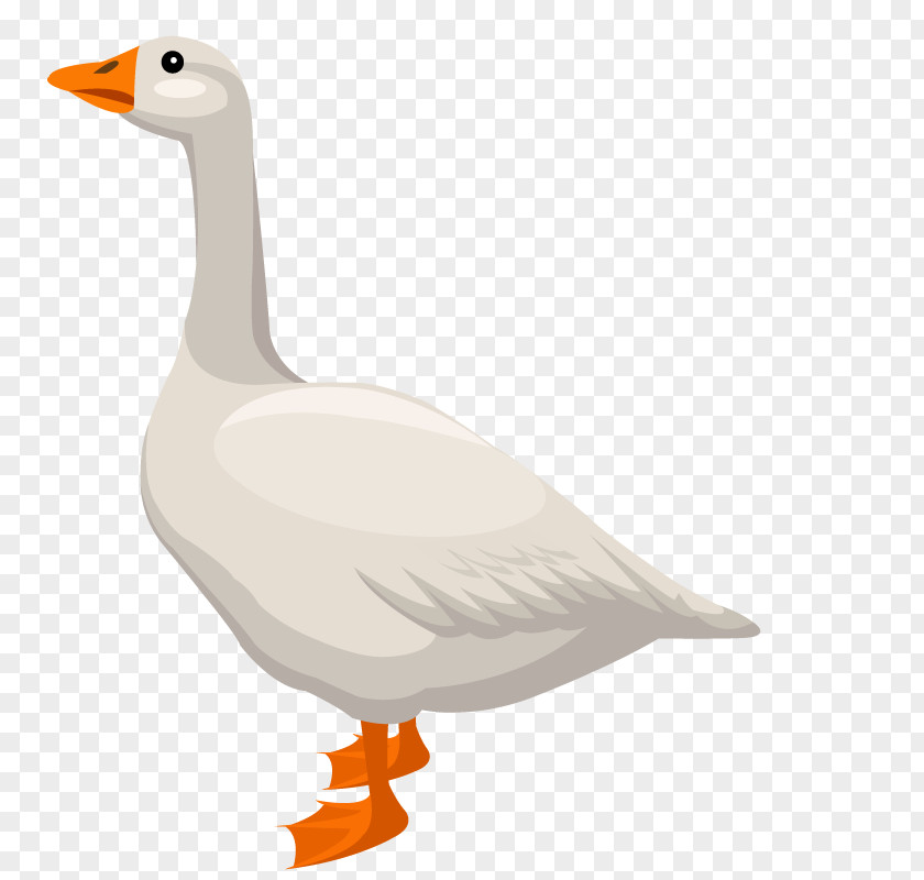 Vector White Big Duck Domestic Goose Cygnini PNG