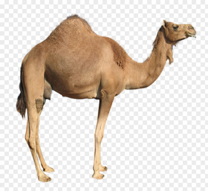 Camello Dromedary Bactrian Camel PNG