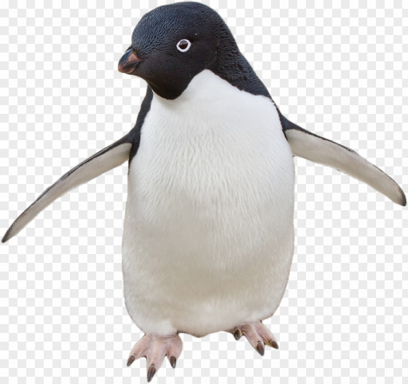 Penguin Image GIF Desktop Wallpaper PNG