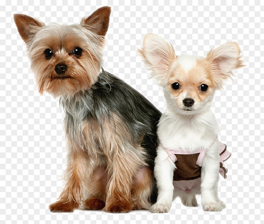 Puppy Yorkshire Terrier Chihuahua Pekingese Bull PNG