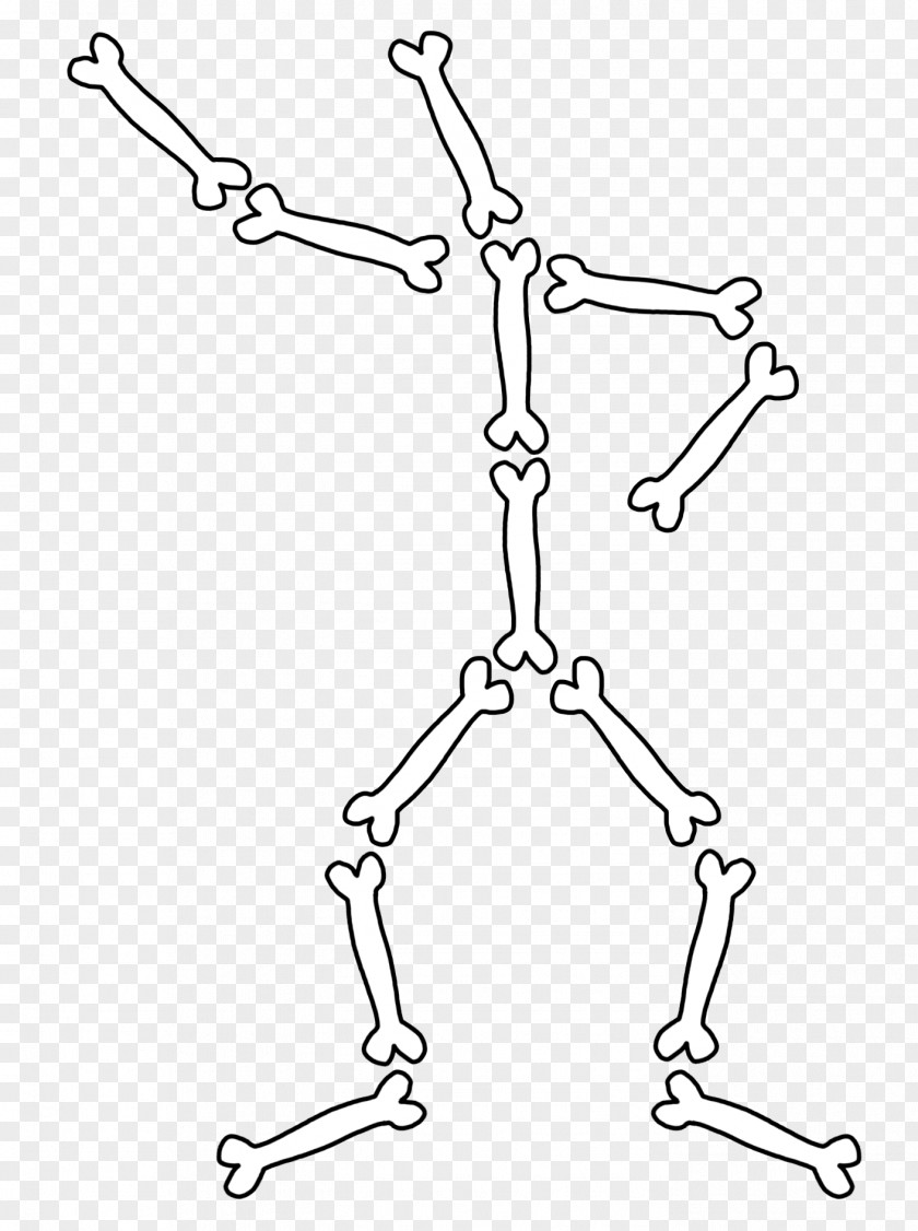 Bones The Human Skeleton Bone Anatomy Body PNG