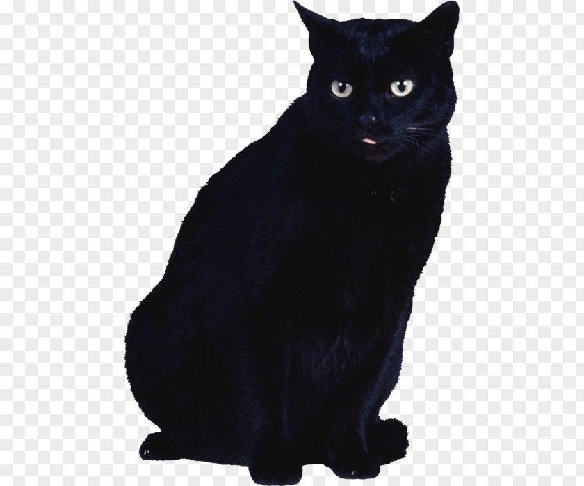 Cat Black Kitten PNG