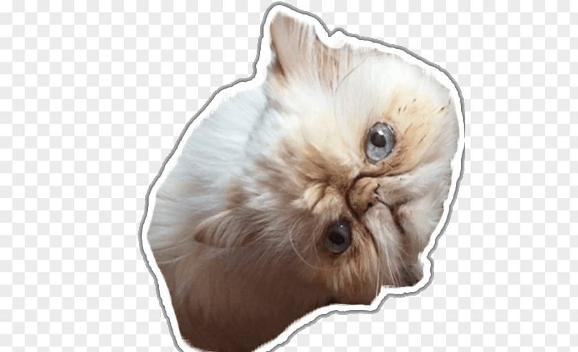 Kitten Whiskers Dog Fur Snout PNG