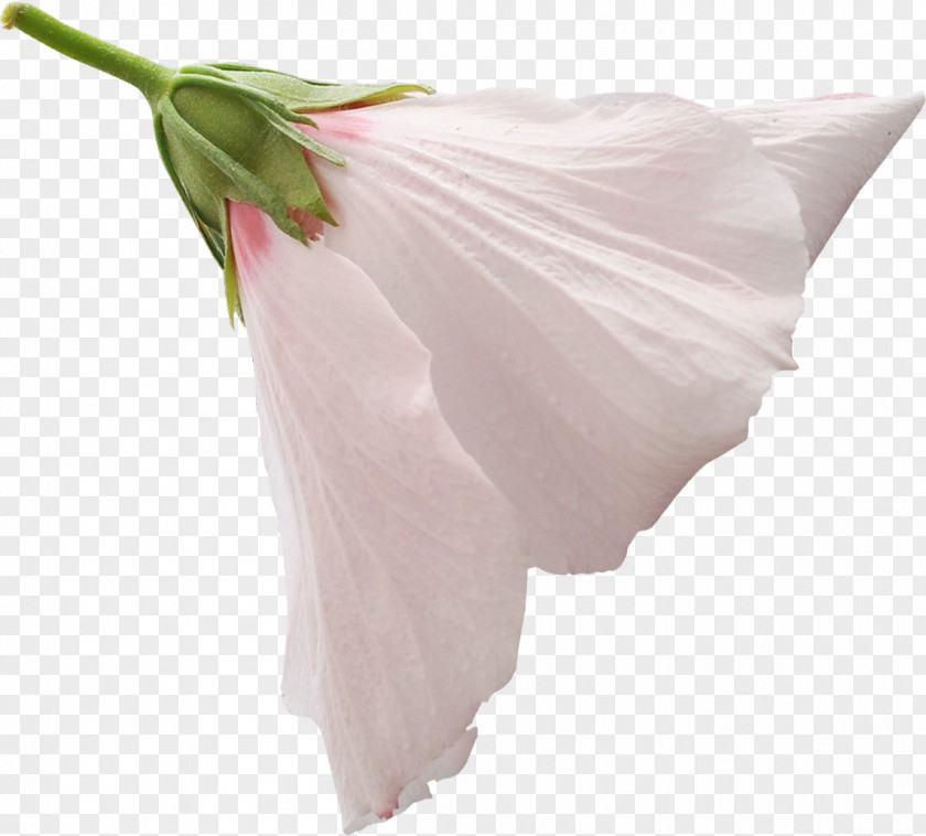 26 Petal Shoulder Cut Flowers Rosaceae Silk PNG