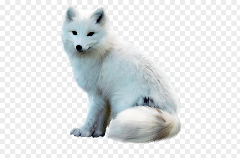 Arctic Fox Wolf Alaskan Tundra Dog PNG