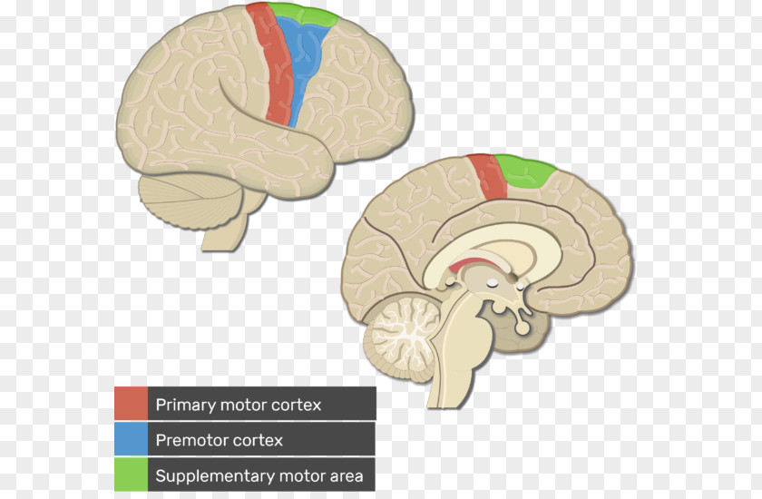Brain Cerebral Cortex Primary Motor Visual Premotor PNG