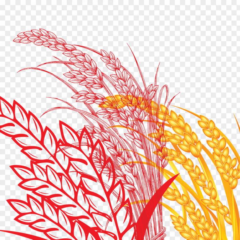 Food Wheat Rice Grasses Oryza Sativa Drawing PNG