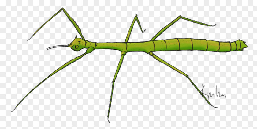 Insect Phasmids Medauroidea Extradentata Drawing Art PNG