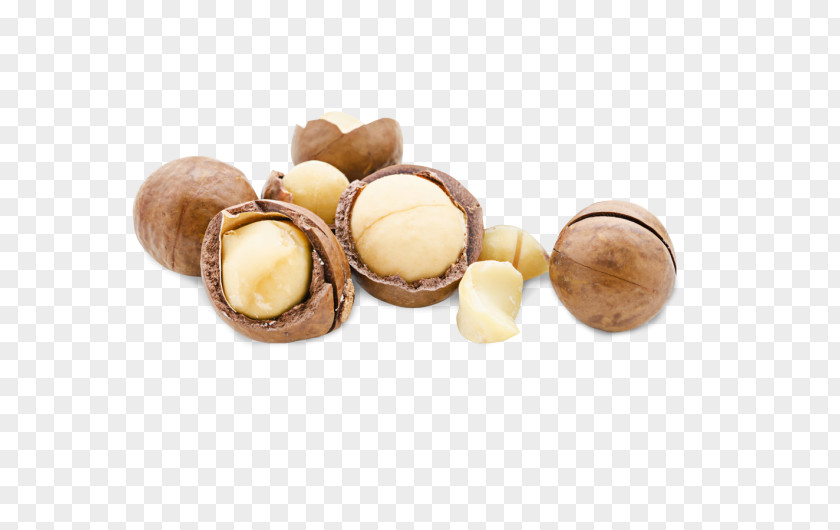 Macadamia Nuts Nut Praline Peanut PNG