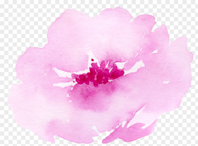 Pink Roses Painting Watercolour Flowers Watercolor: Illustration PNG