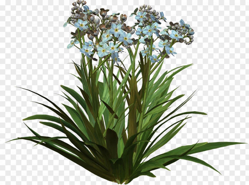 Spring Flowers Flower Plant Clip Art PNG