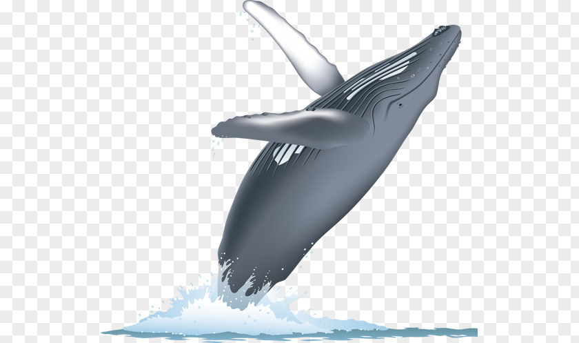 Whale Watercolor Cetacean Surfacing Behaviour Cetaceans Blue Humpback Watching PNG