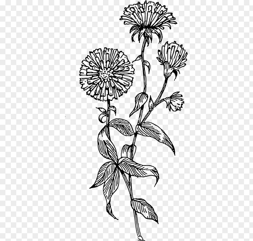 Flower Drawing Aster Clip Art PNG