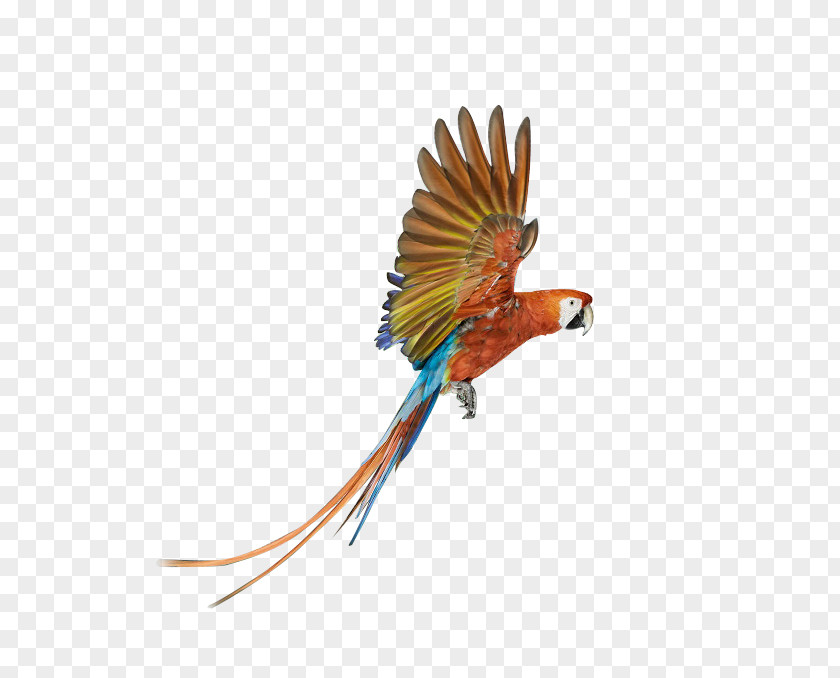 Flying The Colored Parrot Bird Battery Charger Download PNG