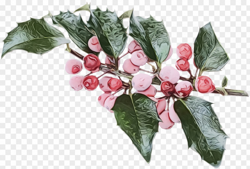 Fruit Tree Holly PNG