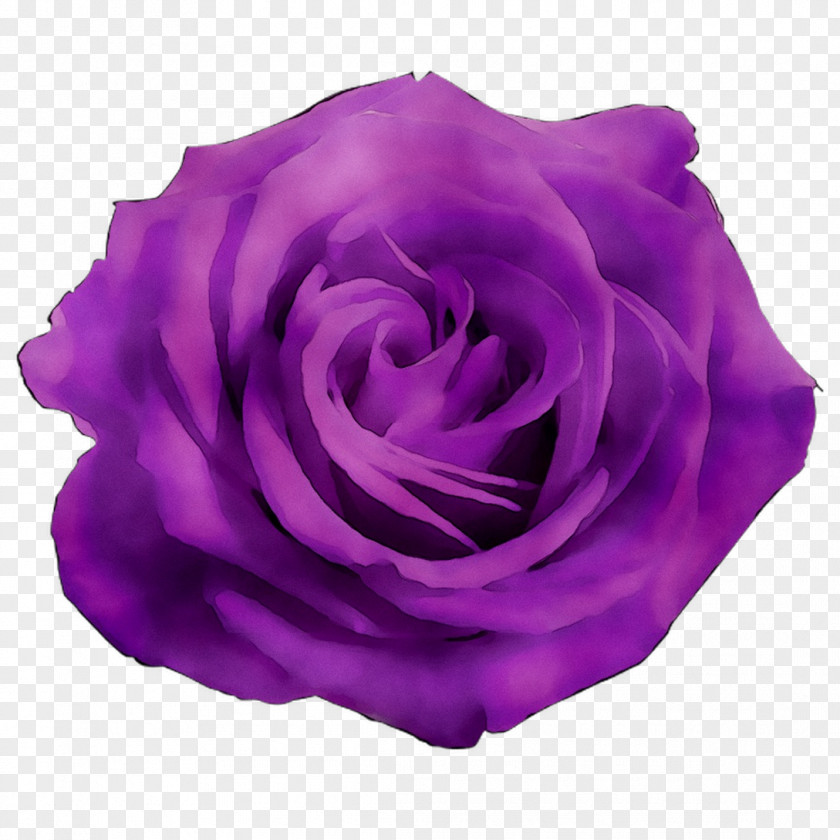 Garden Roses Cabbage Rose Purple Petal PNG