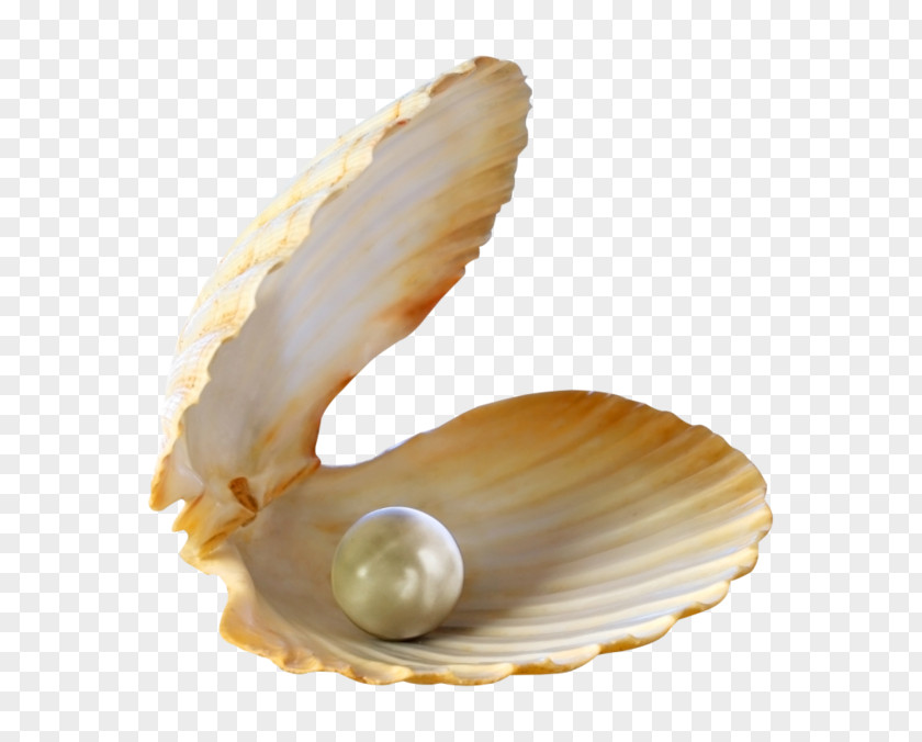 Sea Seashell Pearl Clip Art PNG