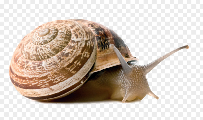 Snail Land Stylommatophora Gastropods Vertebrate PNG
