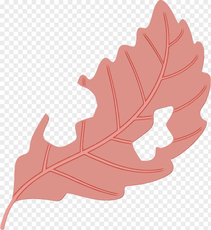 Woody Plant Leaf Red Tree Pink PNG