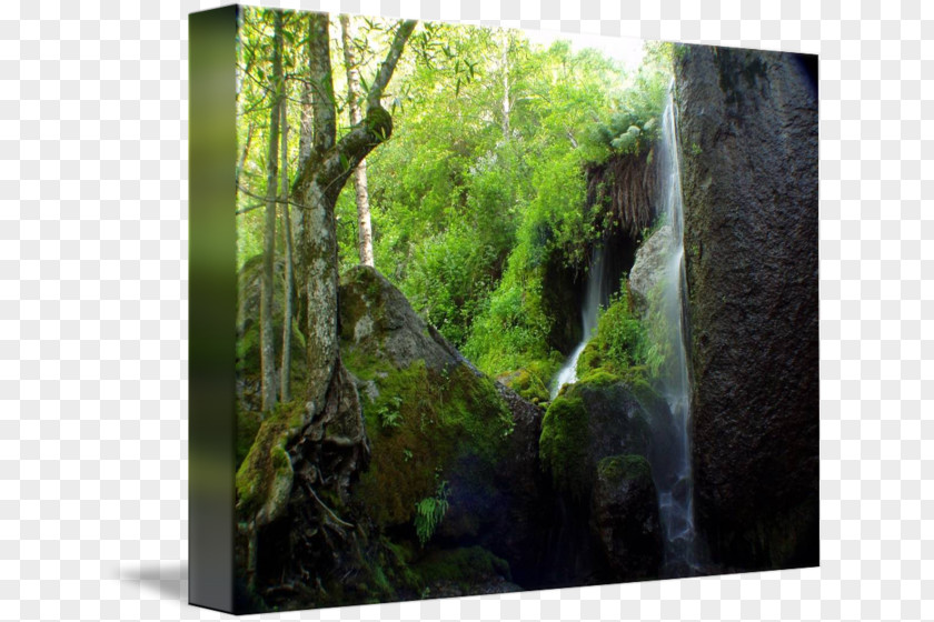 Forest Nature Reserve Rainforest Biome Water Resources Waterfall PNG