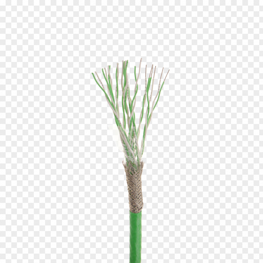 Litze Allium Fistulosum Welsh Cuisine Plant Stem Grasses PNG