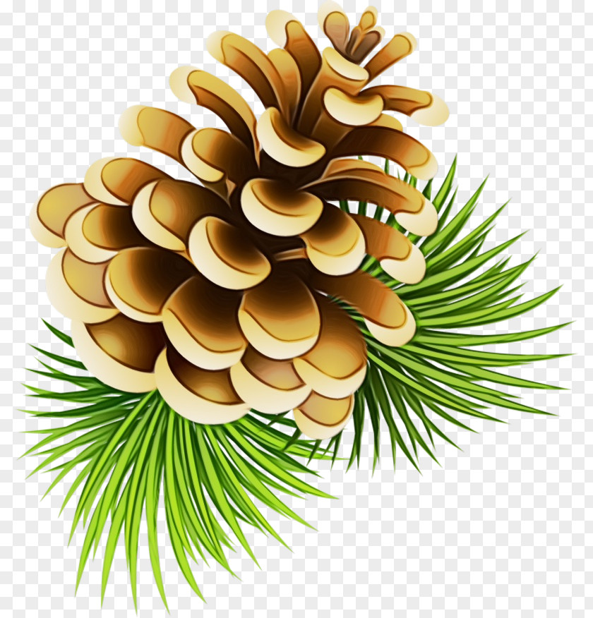 Natural Material Spruce Family Tree Background PNG