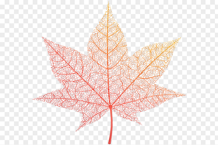 Silver Maple Planetree Family Red Tree PNG