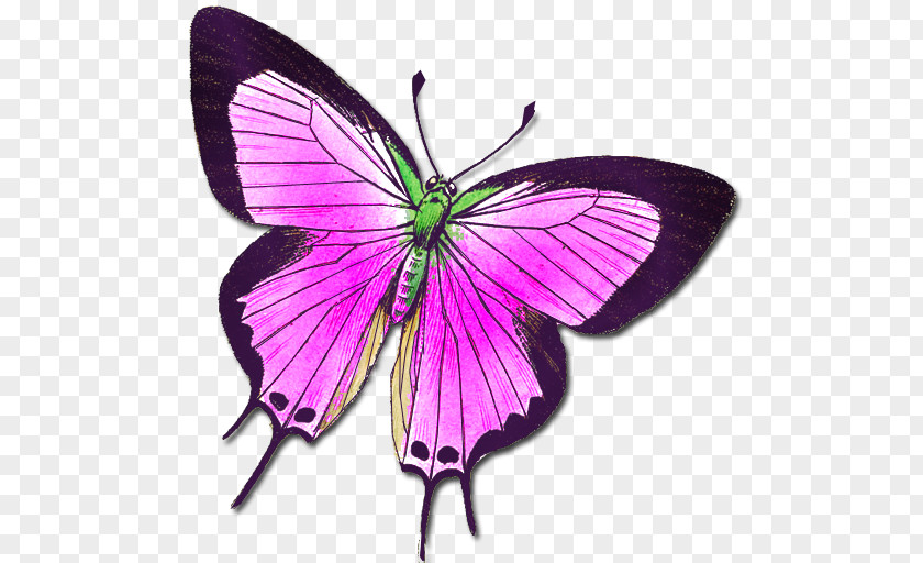 Buterfly Butterfly Insect Animal Moth Clip Art PNG