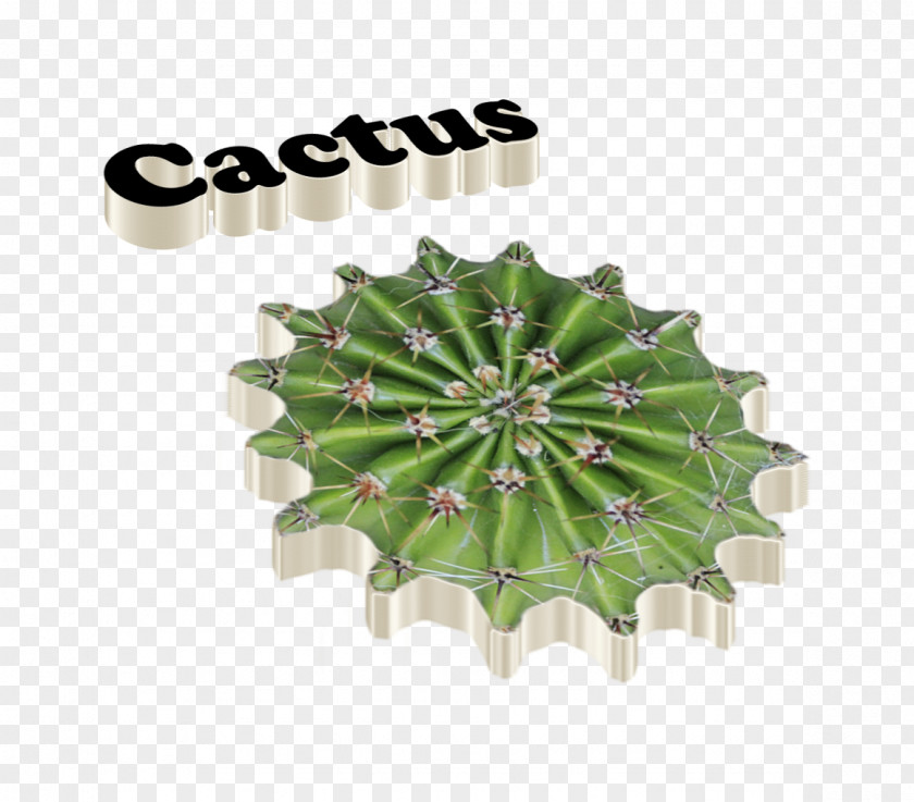 Cactus Cactaceae Logo PNG