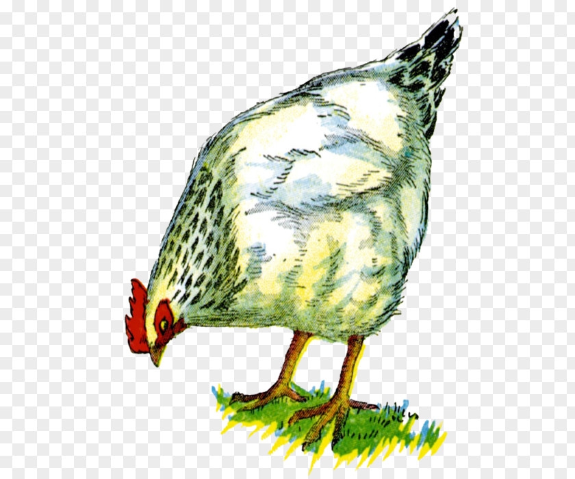 Chicken Clip Art Drawing PNG