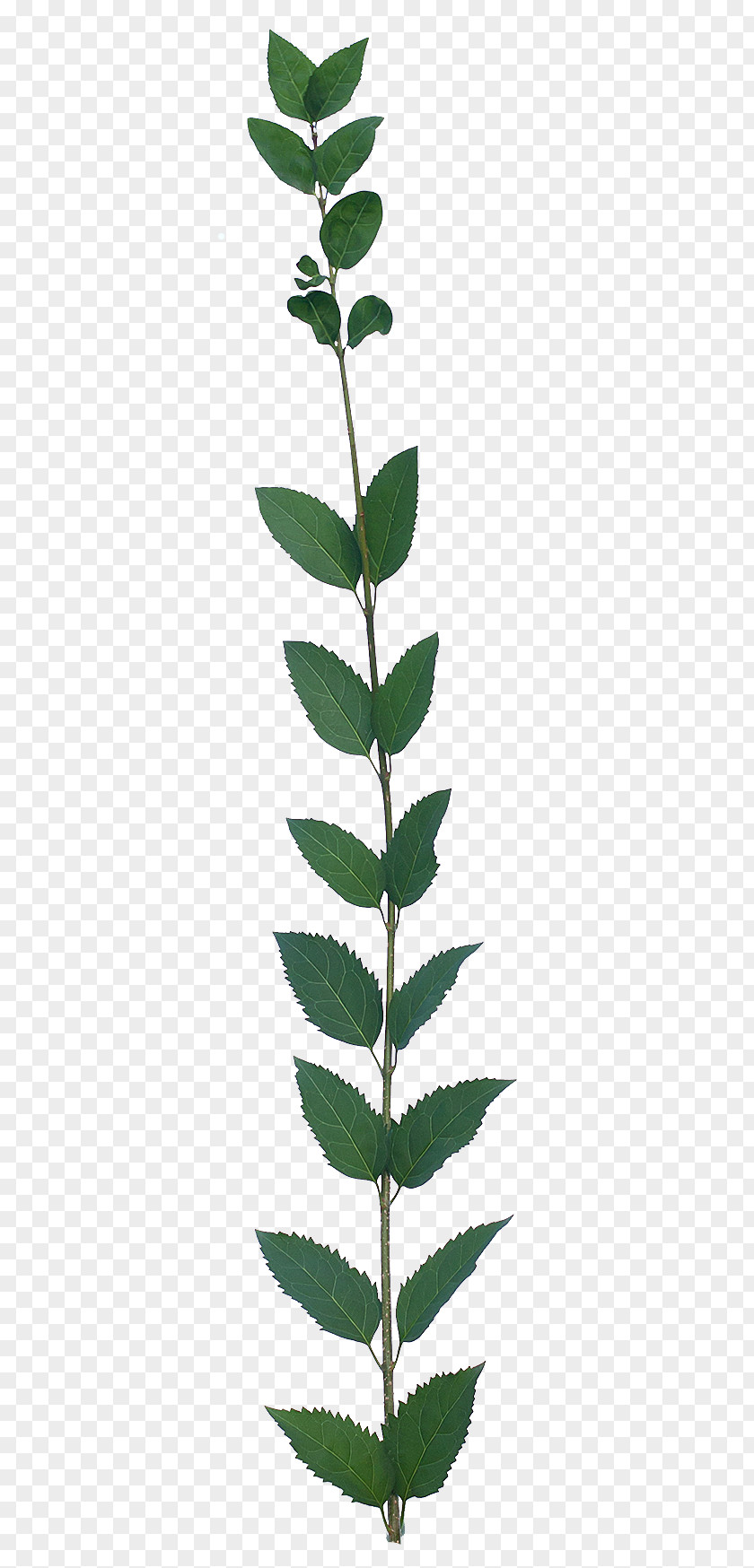 Leaf Twig Vegetation Flora Plant PNG