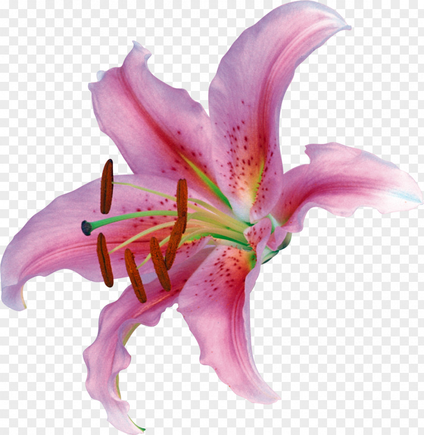Lily Lilium Flower Petal Clip Art PNG
