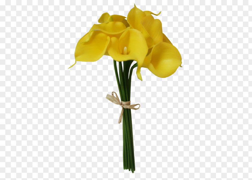 Plant Cut Flowers Bud Stem Flowering PNG