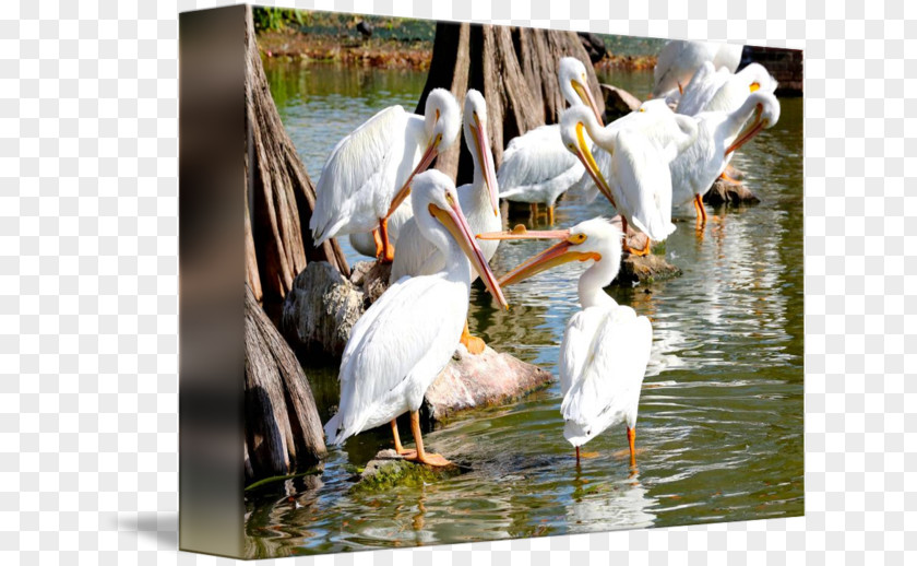 Bird Pelican Water Pond Beak PNG