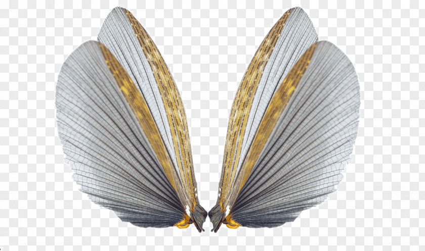 Butterfly Wings Insect Wing Cockroach PNG