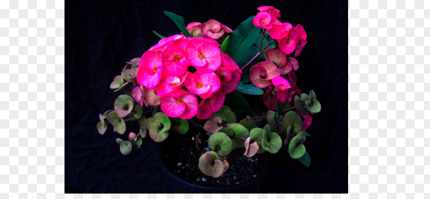 Design Floral Pink M Flowering Plant RTV PNG